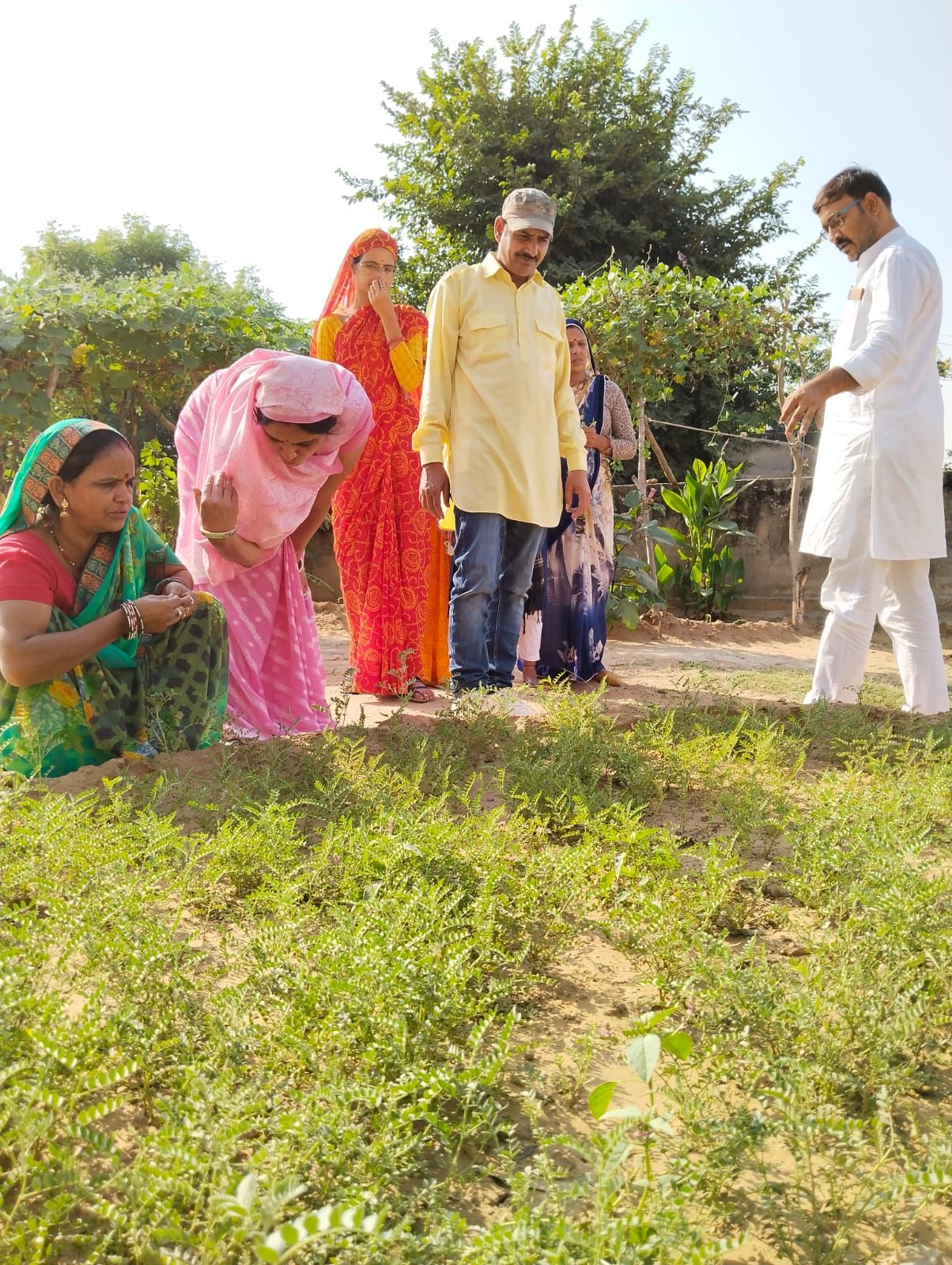 ORGANIC KITCHEN GARDENS
